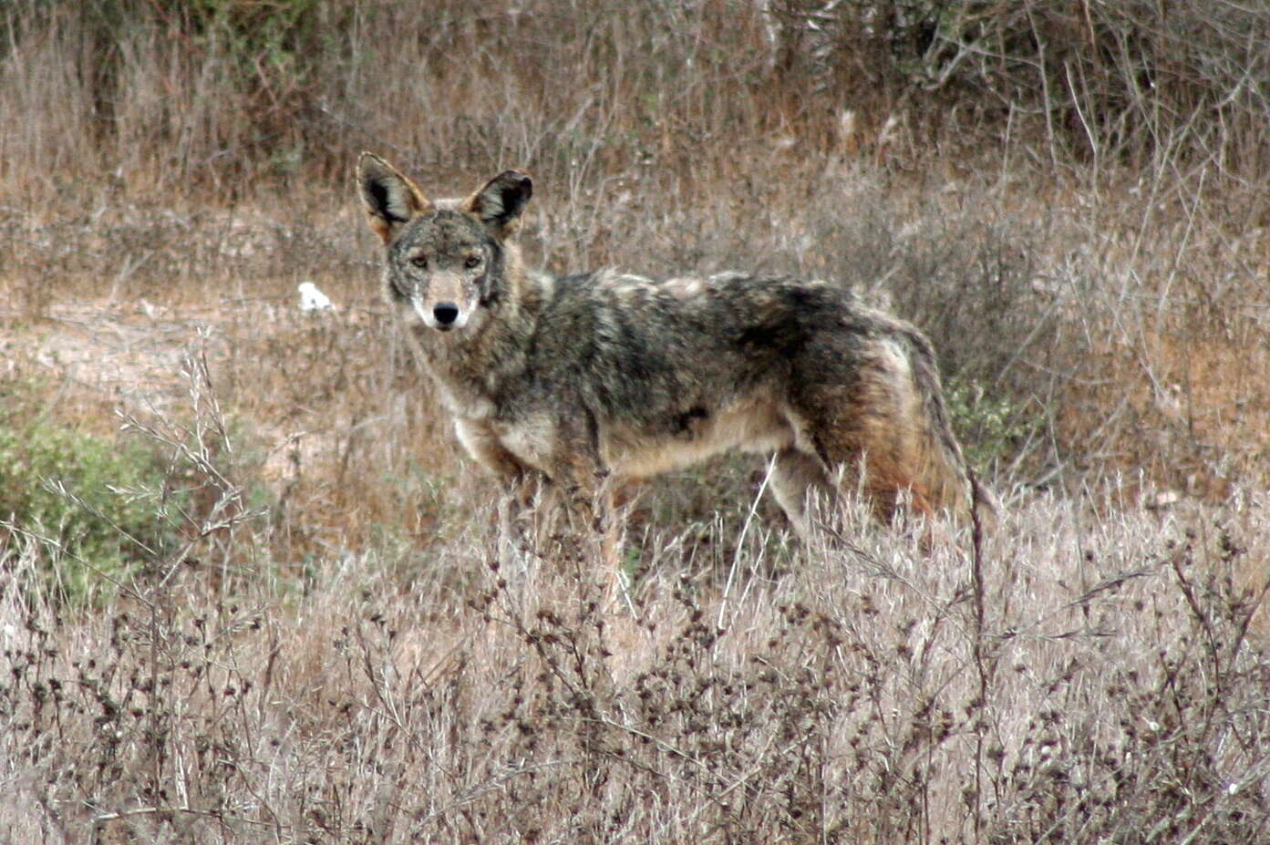 Image of California Valley Coyote