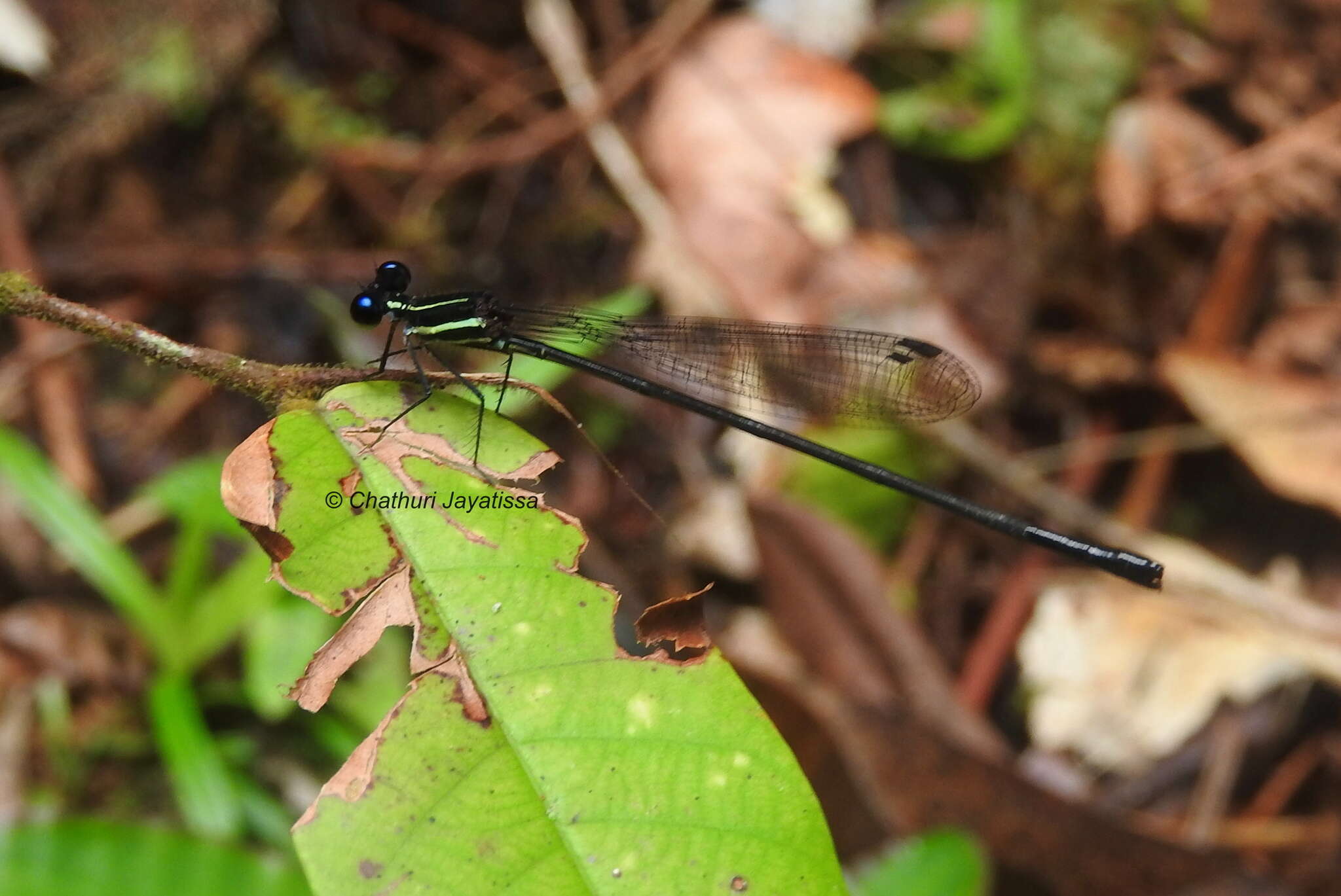 Image of Jungle Threadtail