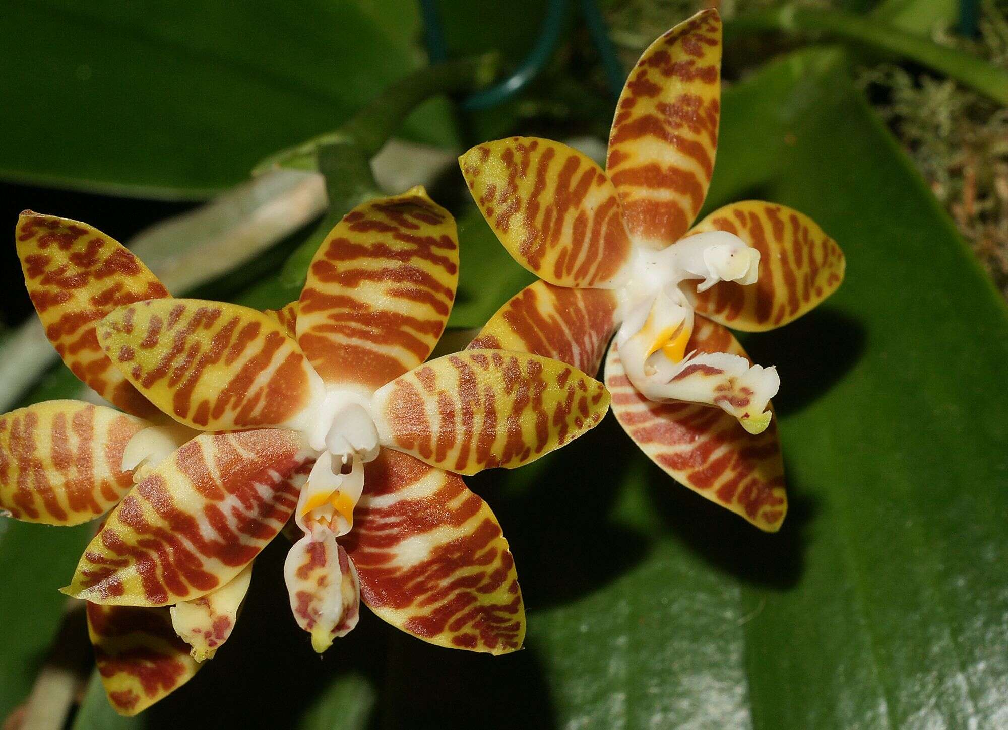 Image of Phalaenopsis amboinensis J. J. Sm.