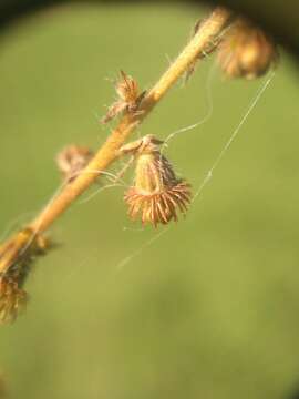 Image of Agrimonia eupatoria subsp. eupatoria