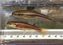 Image of Finescale dace