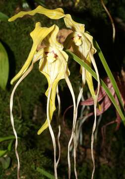 Image of Phragmipedium lindenii (Lindl.) Dressler & N. H. Williams