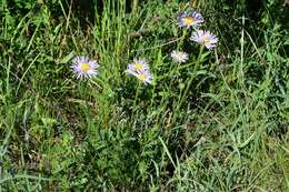 Image of alpine aster