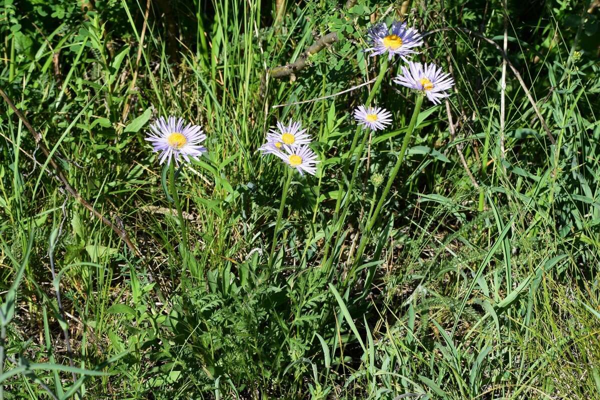 Image of alpine aster