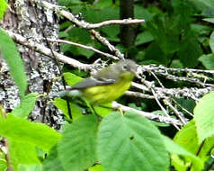 Слика од Cardellina canadensis (Linnaeus 1766)