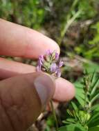 Image of elegant milkvetch