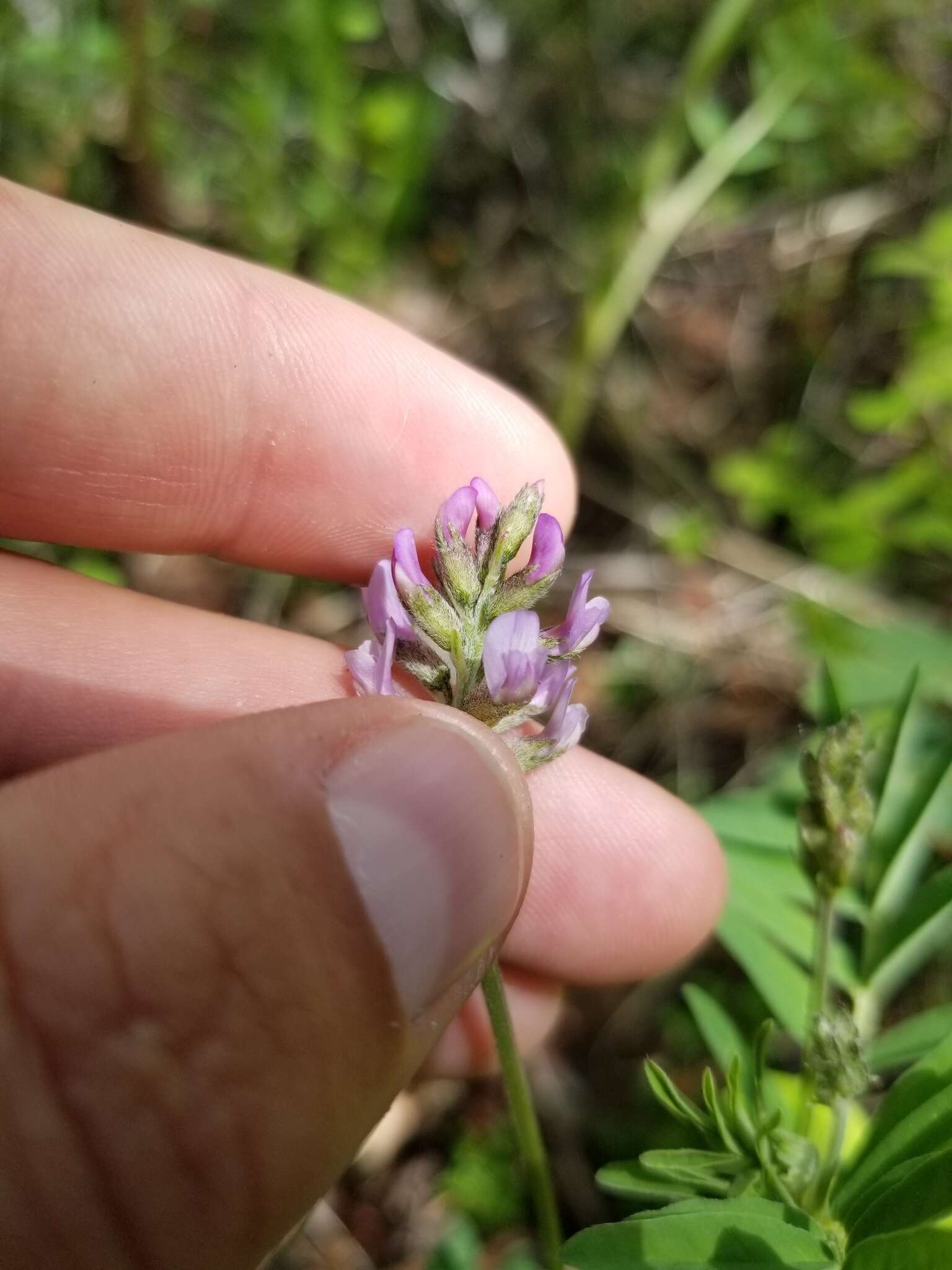 Image of elegant milkvetch