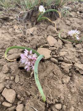 Image of Tolmie's onion