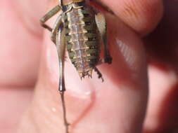 Image of Antaxius (Chopardius) hispanicus Bolívar & I. 1884