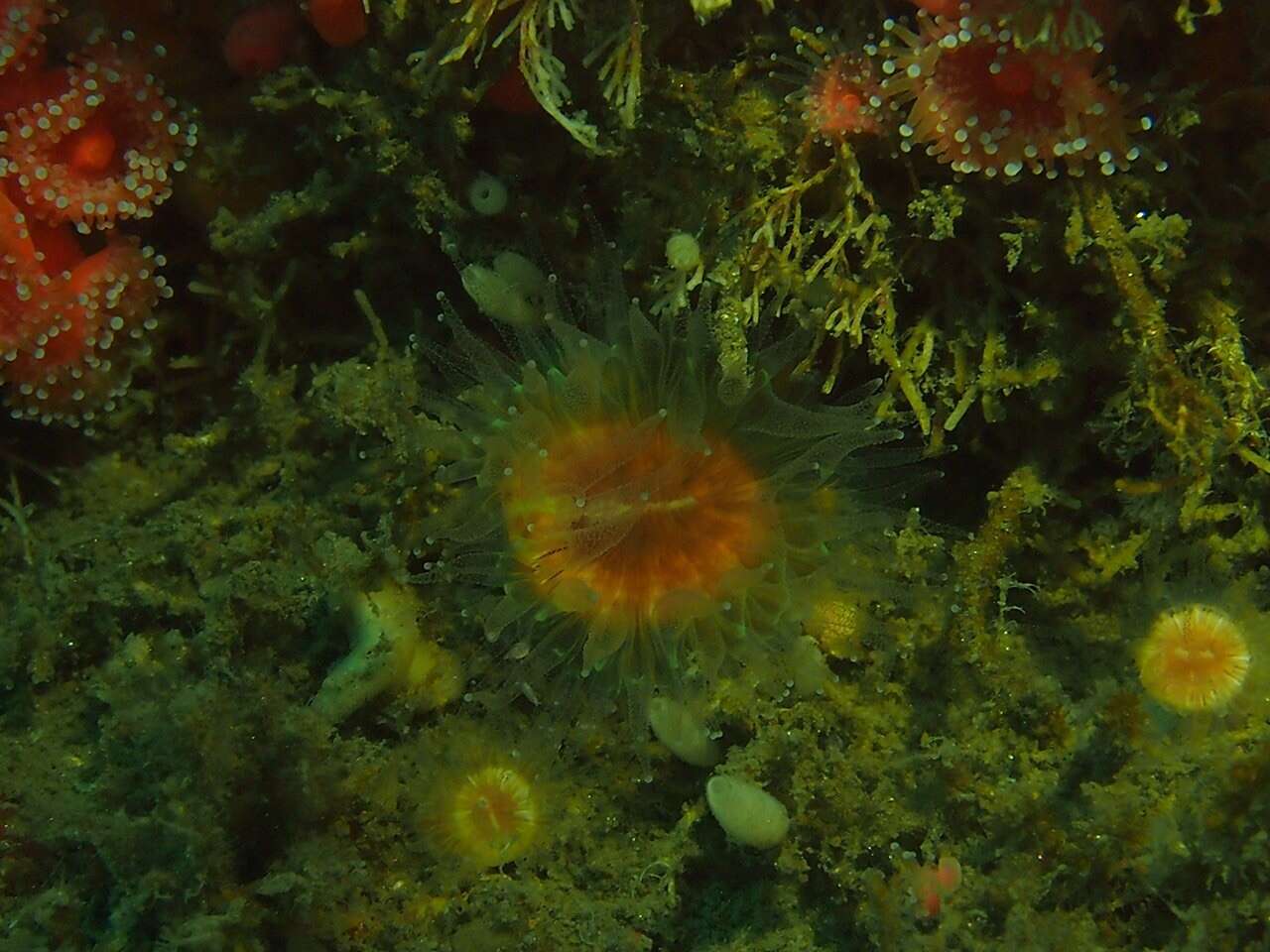 Image of brown stony coral