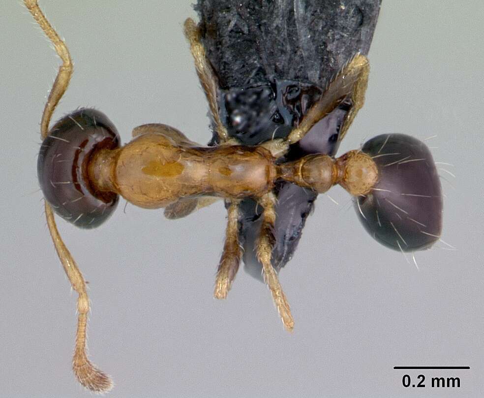 Monomorium floricola (Jerdon 1851) resmi