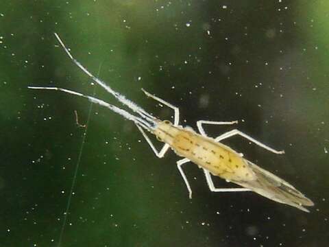 Image of Aphid