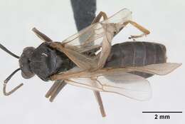 Image of Narrow headed ant