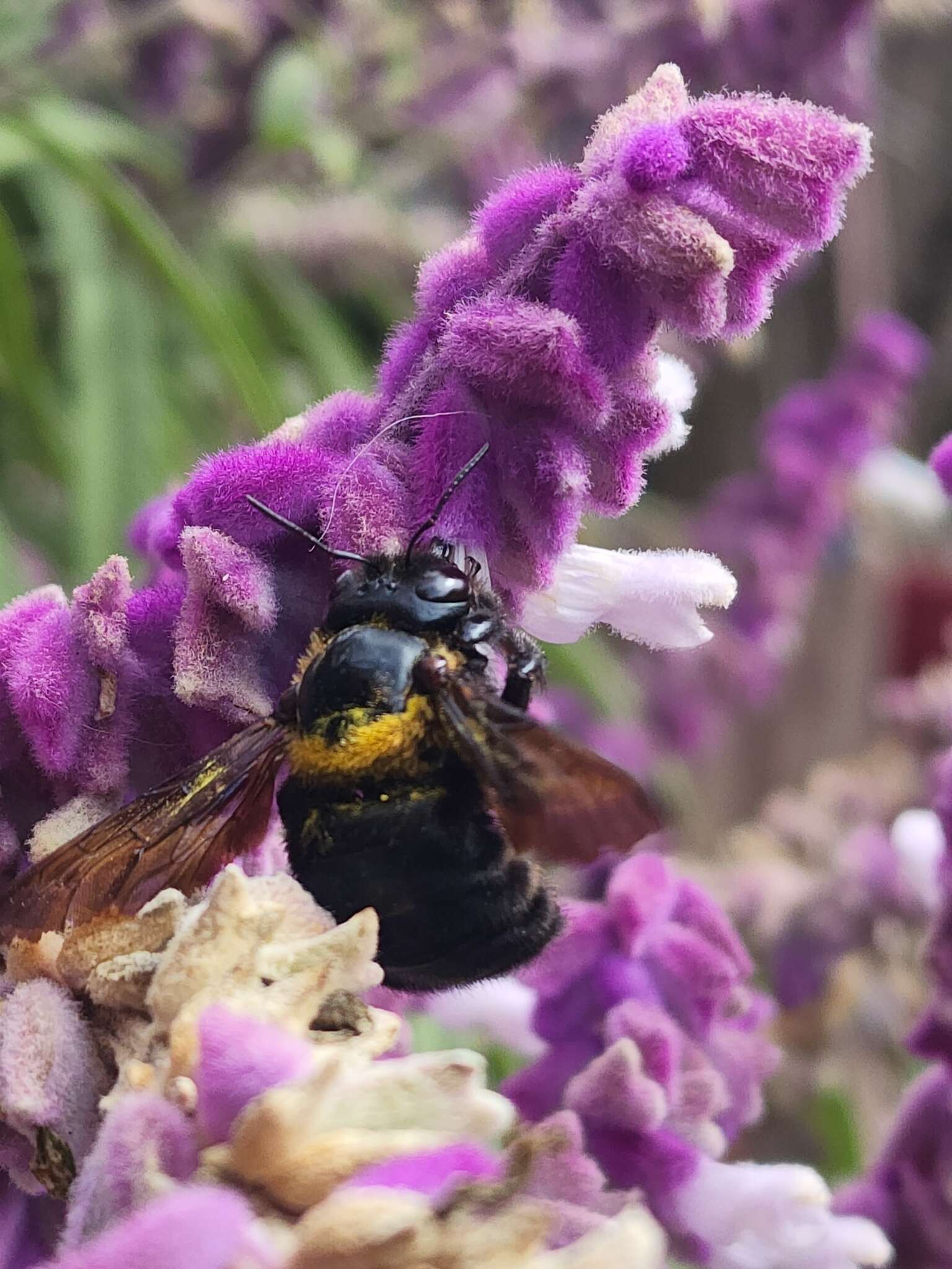 Xylocopa eximia Pérez 1901 resmi