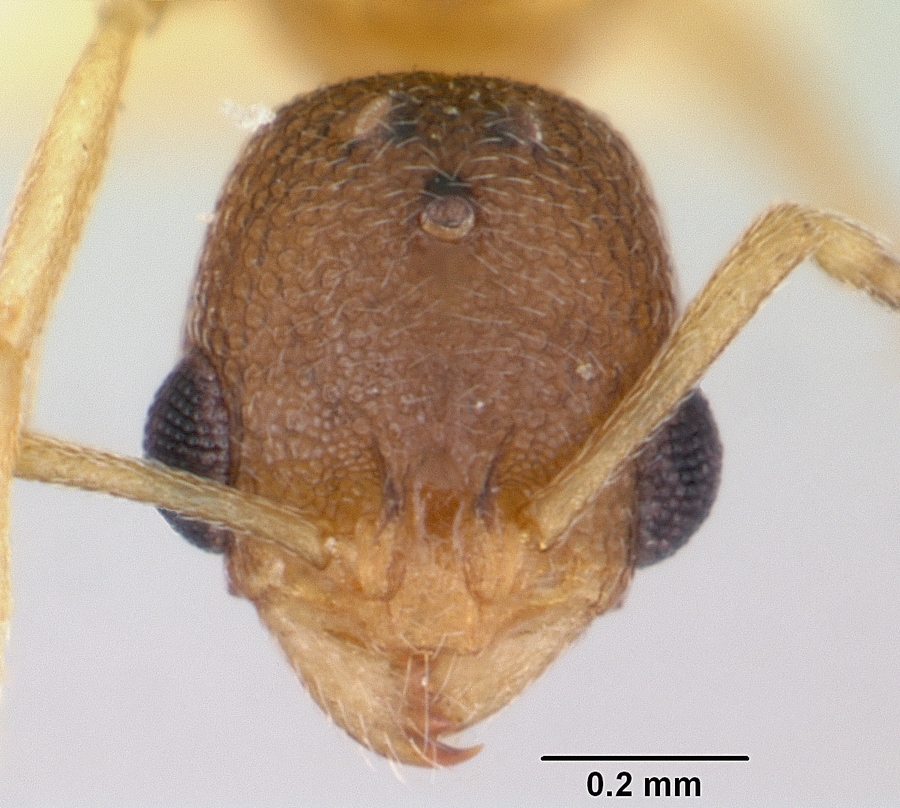 Ant ent. Cardiocondyla. Cardiocondyla elegans.