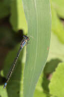 Image of Neotropical Bluet