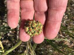 Image of spider milkweed