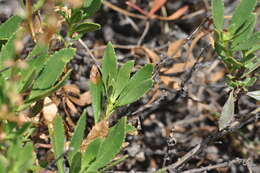 Image of Bush Penstemon