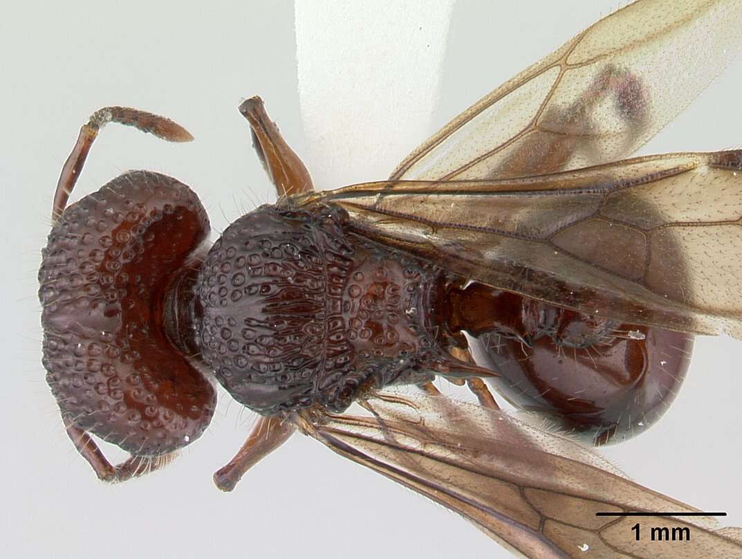 Image of Acanthomyrmex ferox Emery 1893