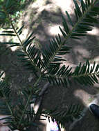 Image of Silver Fir