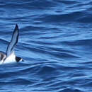 Image of Collared Petrel