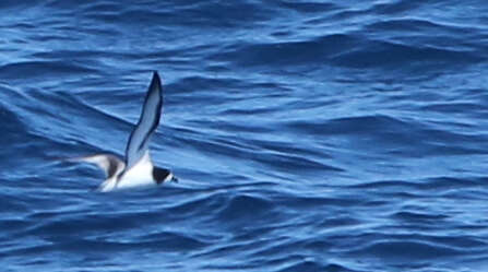 Image of Collared Petrel