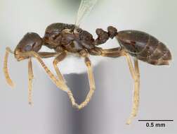 Image of Monomorium talbotae Du Bois 1981