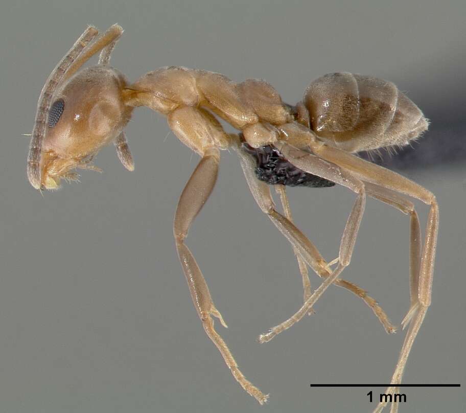 Image of Argentine Ant