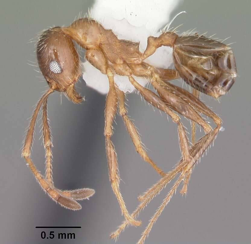 Image of Pheidole dentata Mayr 1886