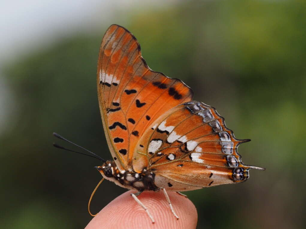 صورة Charaxes jahlusa rex Henning 1978