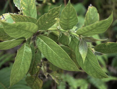 Lasianthus cyanocarpus Jack resmi