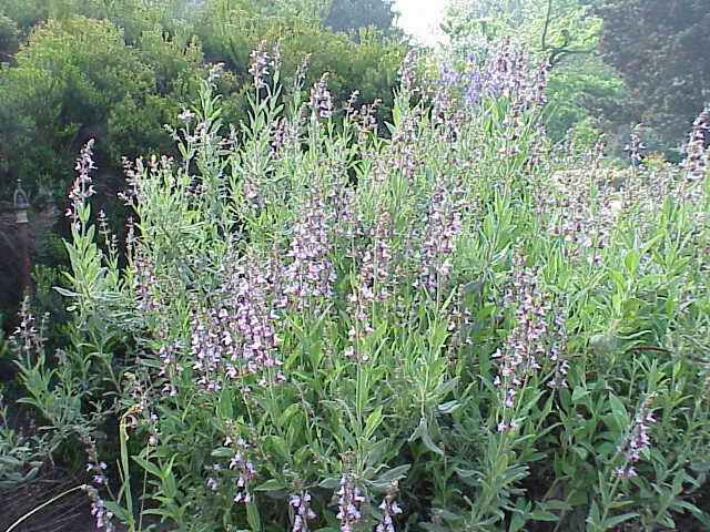 Imagem de Salvia officinalis L.