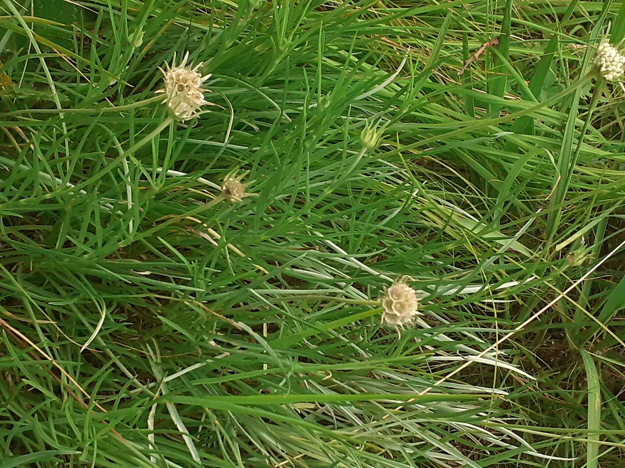 Sivun Lomelosia graminifolia (L.) W. Greuter & Burdet kuva