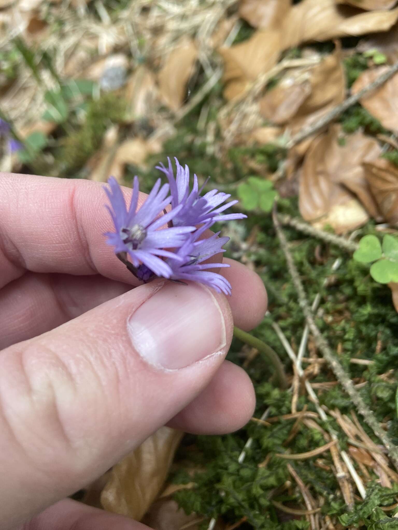 Image of Soldanella montana Willd.