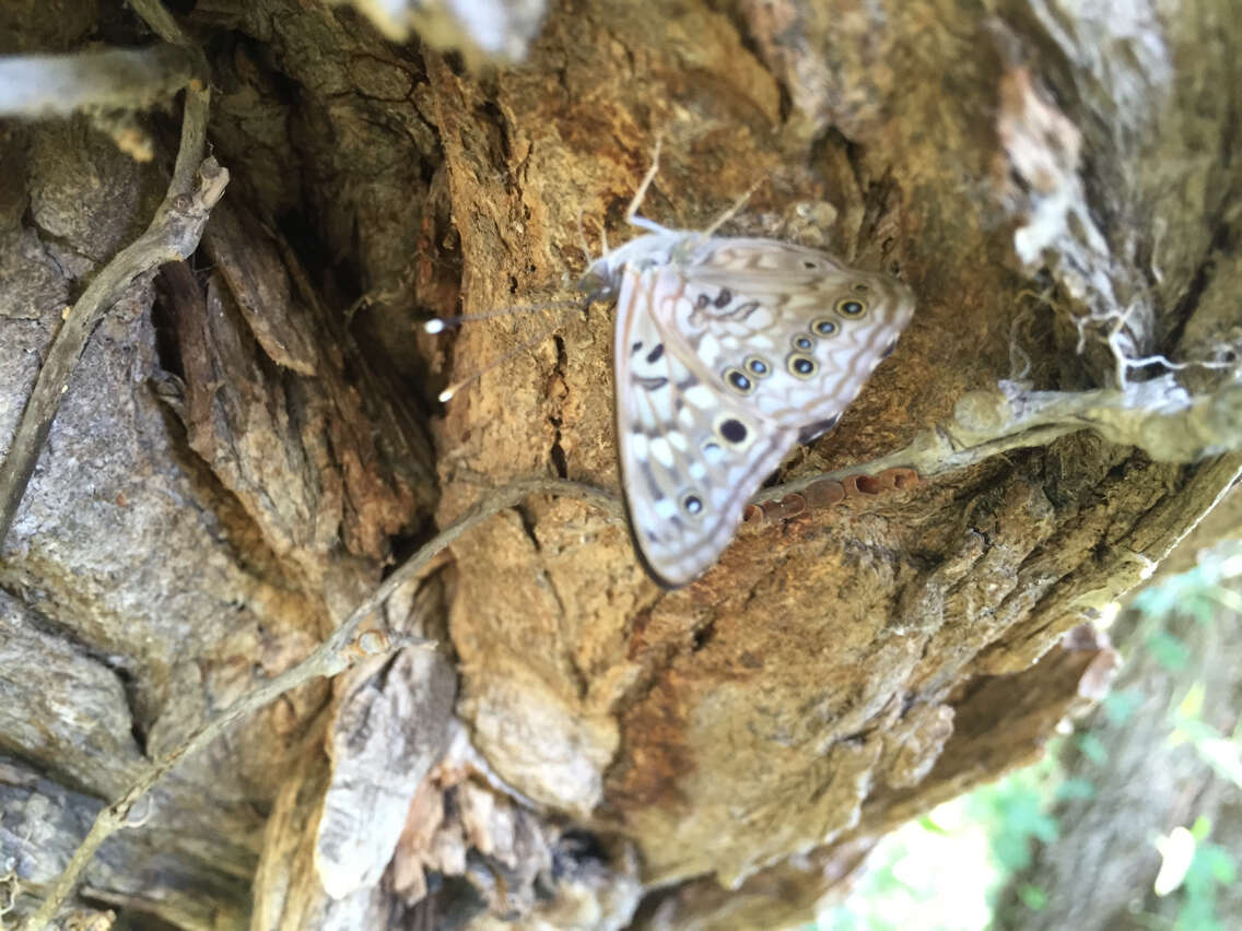 Image of Hackberry Emperor