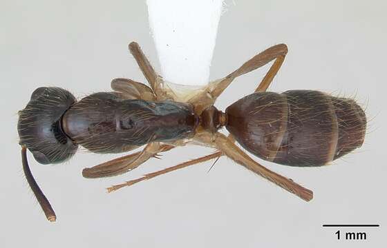 Image of Florida Carpenter Ant