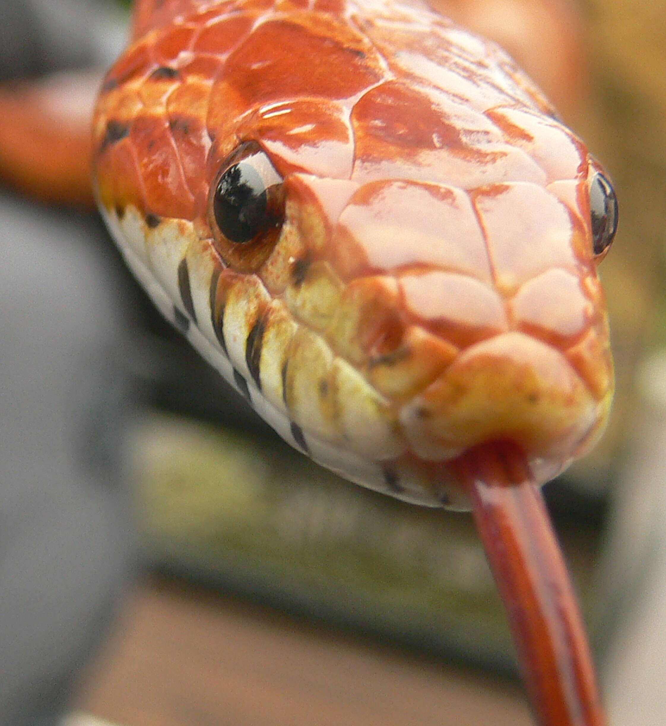 Image of Corn Snake