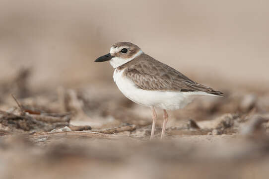 Слика од Charadrius wilsonia Ord 1814