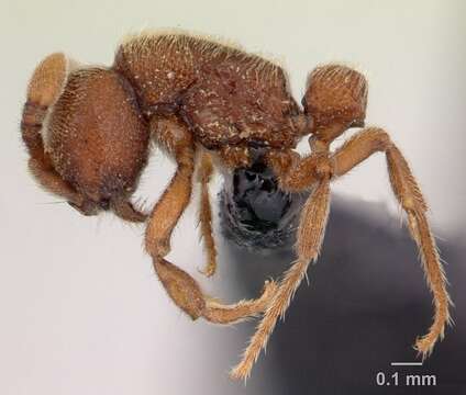 Image of Ant