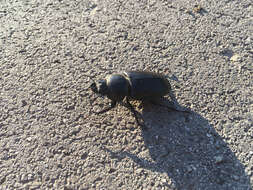 Image of Stag beetle