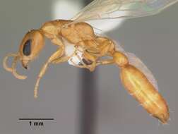 Image of Pseudomyrmex pallidus (Smith 1855)