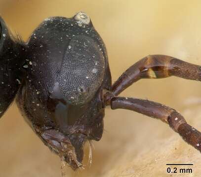 Image of Black Amazon Ant