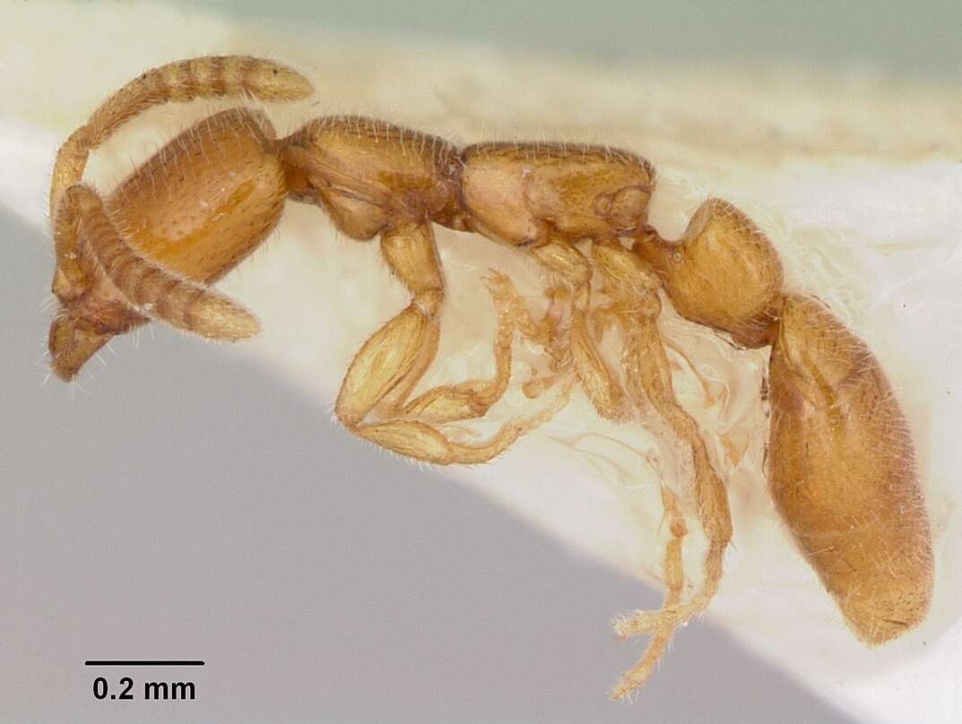 Apomyrma resmi