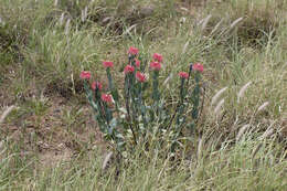 Image of Pimelea decora Domin