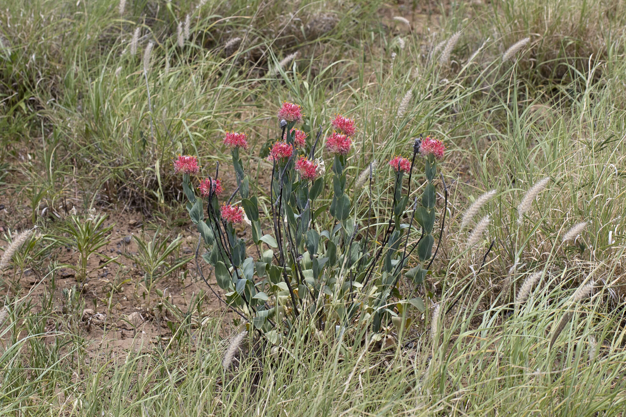 Image of Pimelea decora Domin