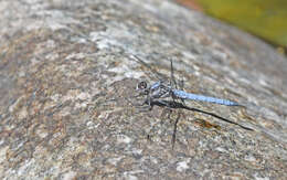 Image of <i>Orthetrum brunneum cycnos</i> Selys 1848