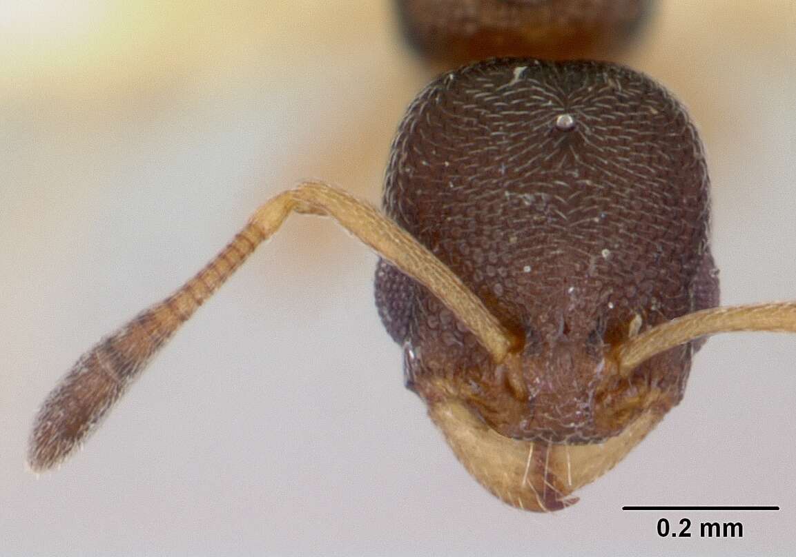 Image of Ant