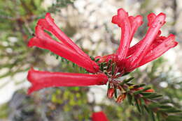 Image of Erica regia subsp. mariae (Guthrie & Bolus) E. G. H. Oliv. & I. M. Oliv.