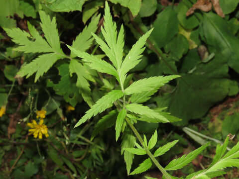 Image of big-leaf yarrow