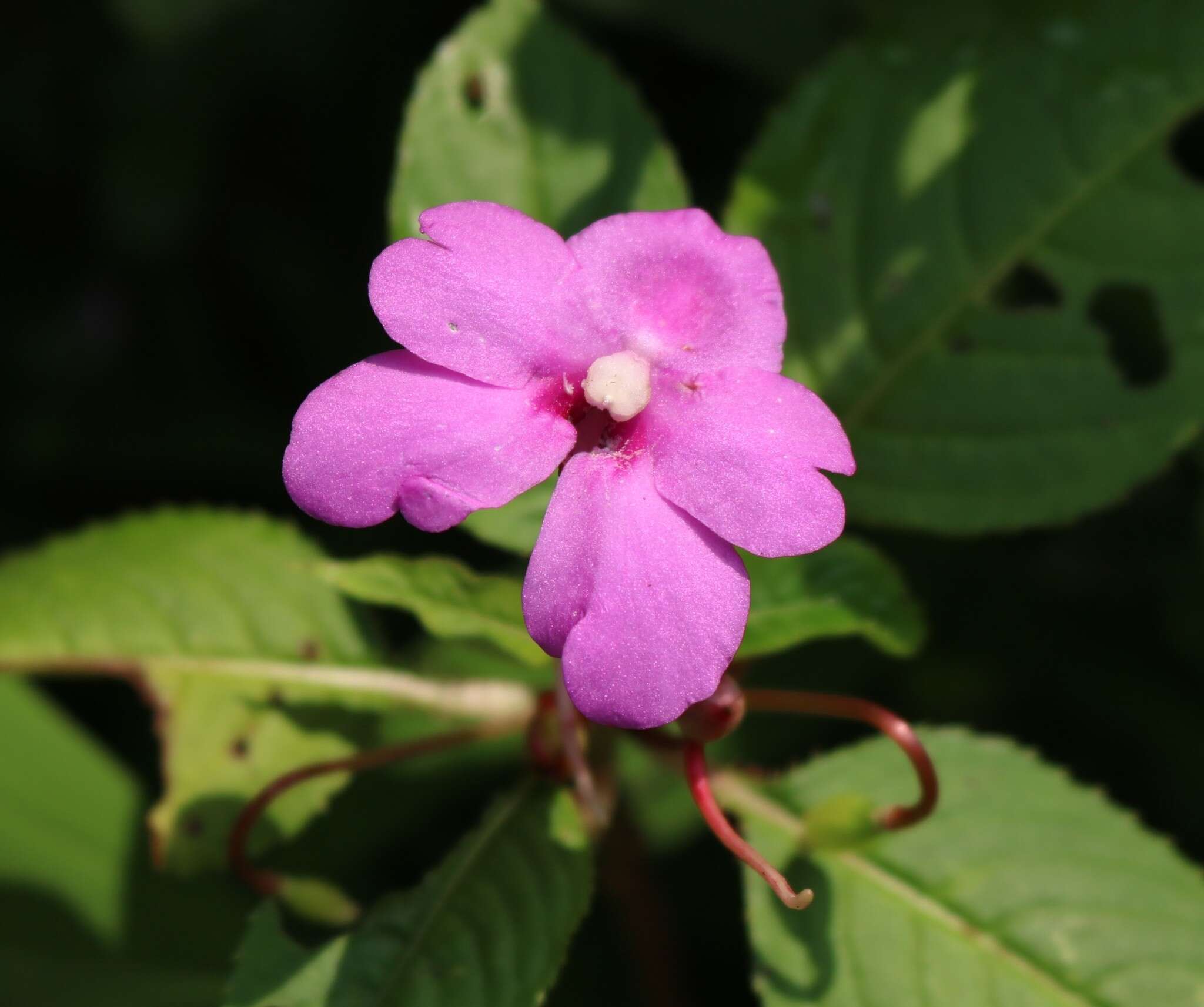 Image of Impatiens pulcherrima Dalzell